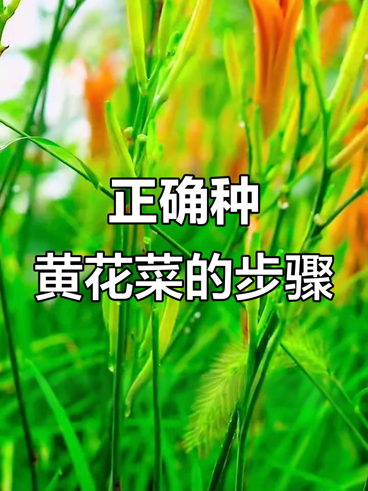 黄花菜种子种植技巧,掌握这些方法让你事半功倍