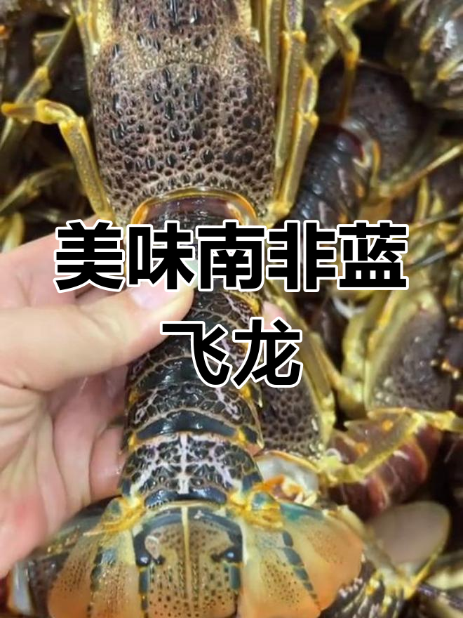 南非蓝飞龙龙虾,鲜美肉质让你停不下来