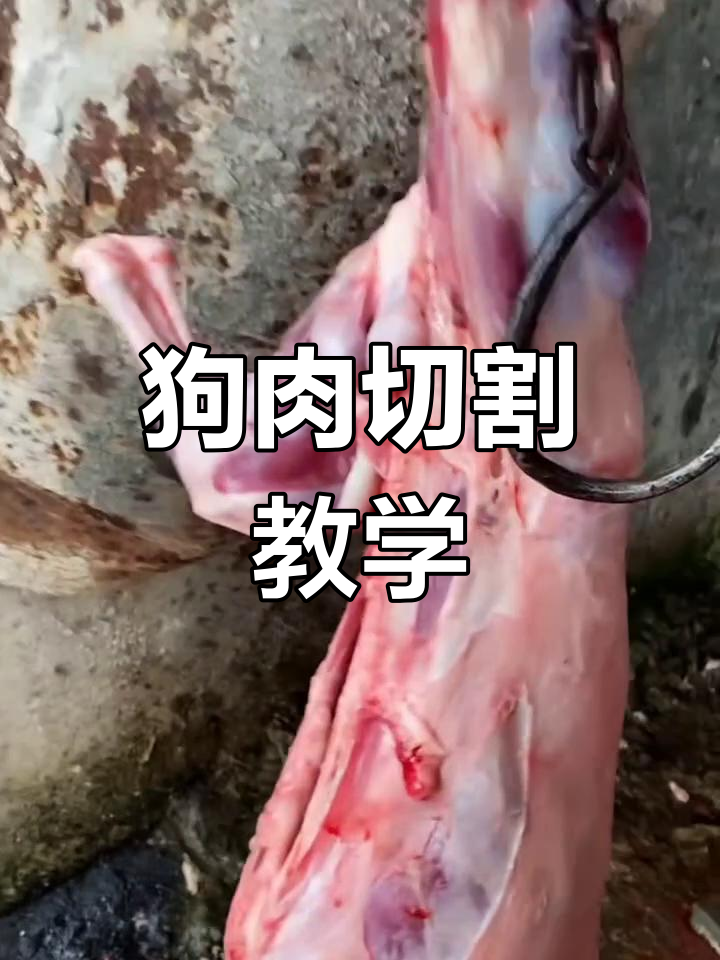女徒弟精湛刀工,狗肉分割技巧大揭秘