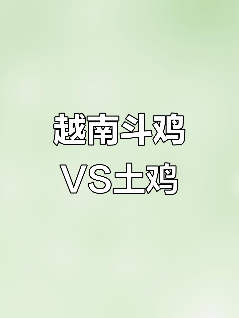 越南斗鸡与土鸡大比拼，谁更胜一筹？