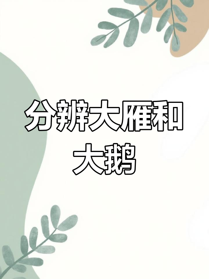 大雁与大鹅的区别,你了解吗?