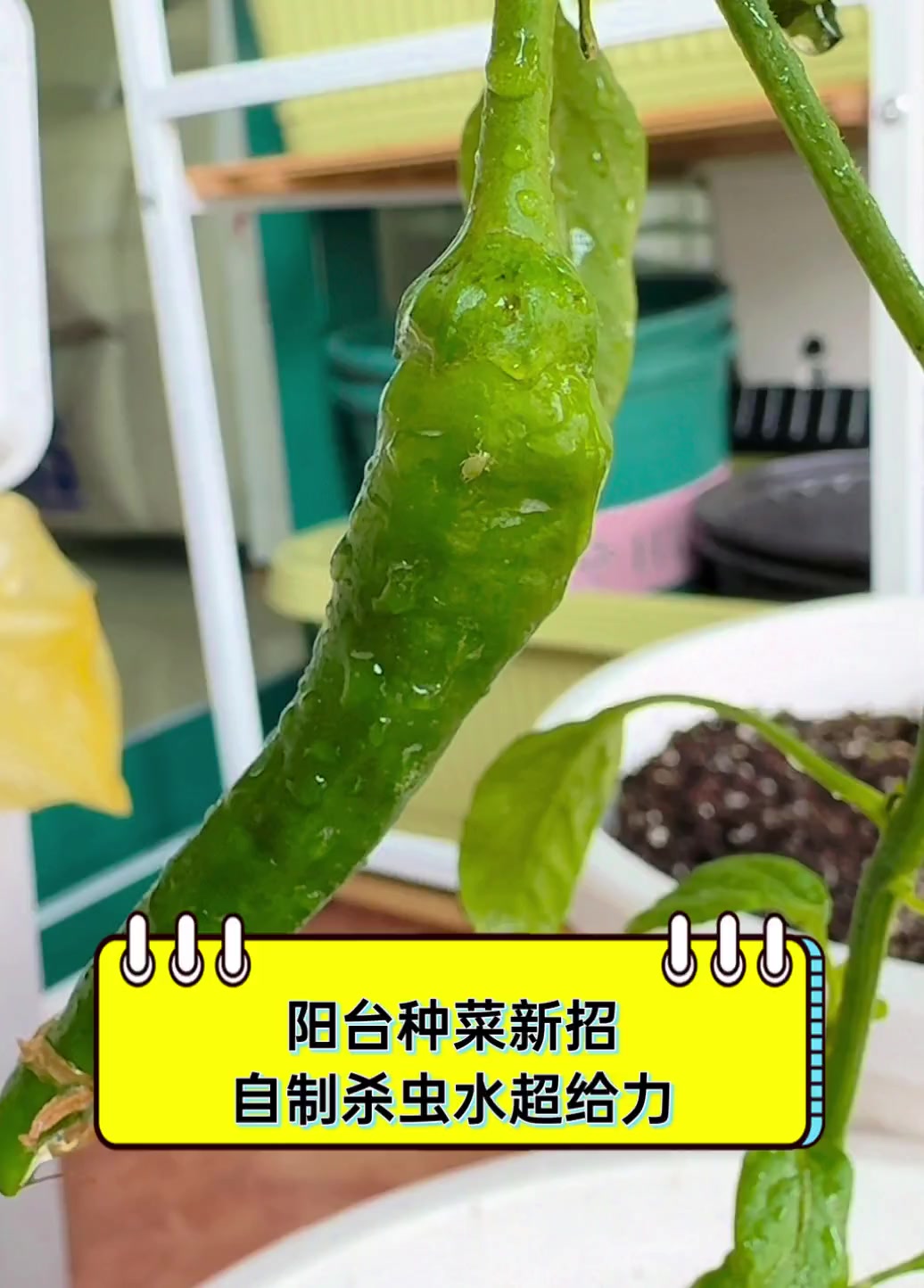 阳台种菜新招,自制杀虫水超给力