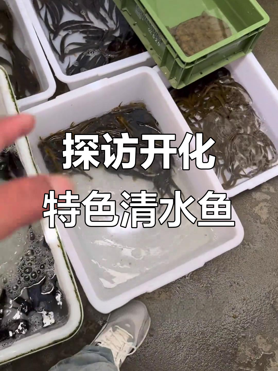 开化本地土货大揭秘:鳜鱼、石柜等珍稀鱼类一网打尽