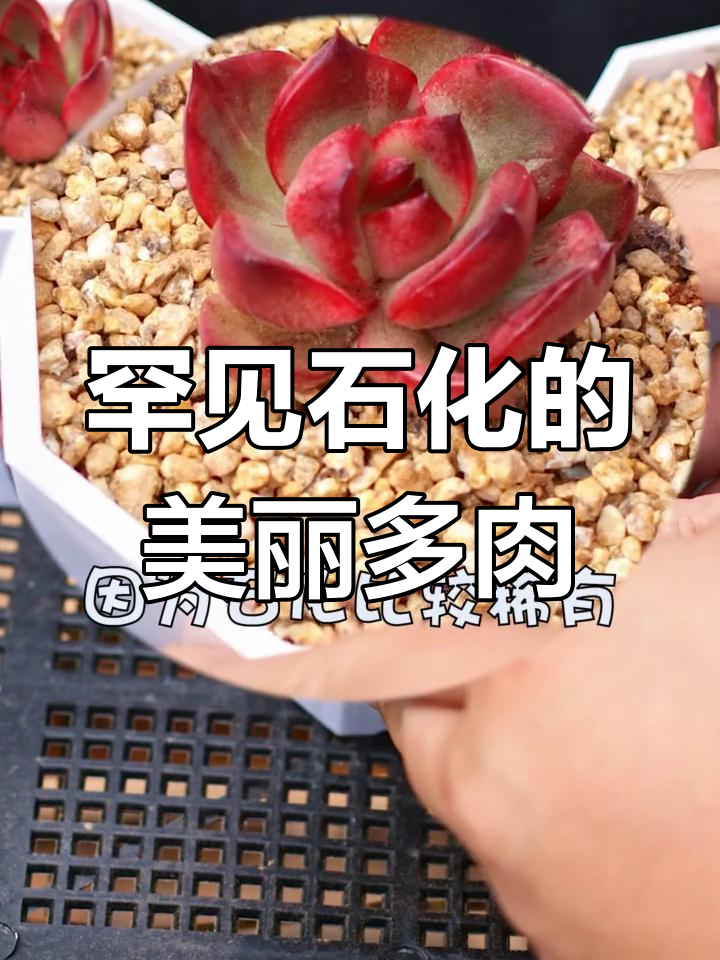 石化多肉:稀有且独特的变异形态,叶片短小凸起