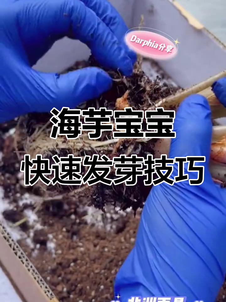 大仙女海芋的繁殖秘诀:如何用种球培育新植物