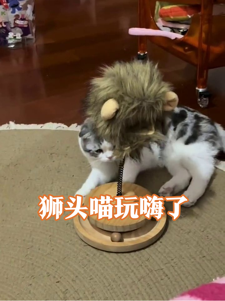 猫戴狮子头套玩玩具,头套晃成表情包
