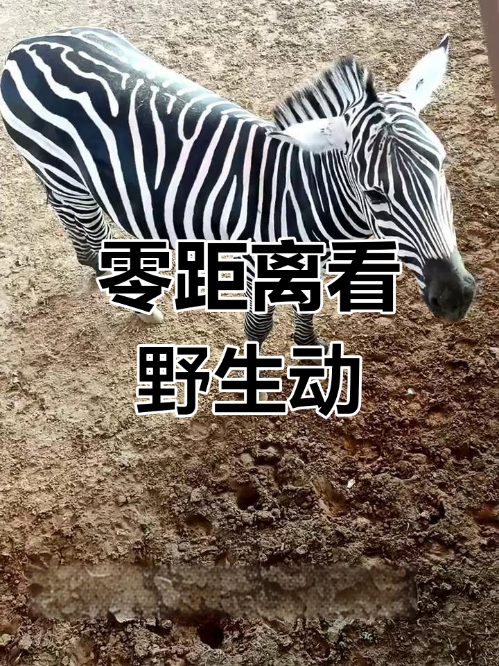 动物园内近距离接触野生动物