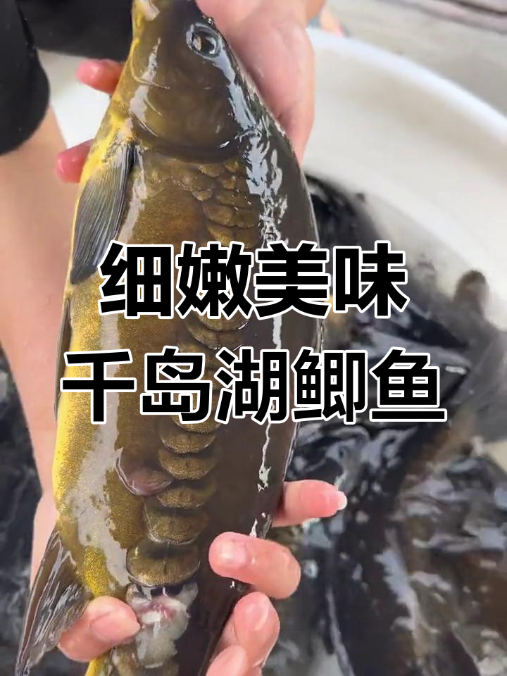 千岛湖鲫鱼:肉质鲜嫩,Q弹有劲,营养满分