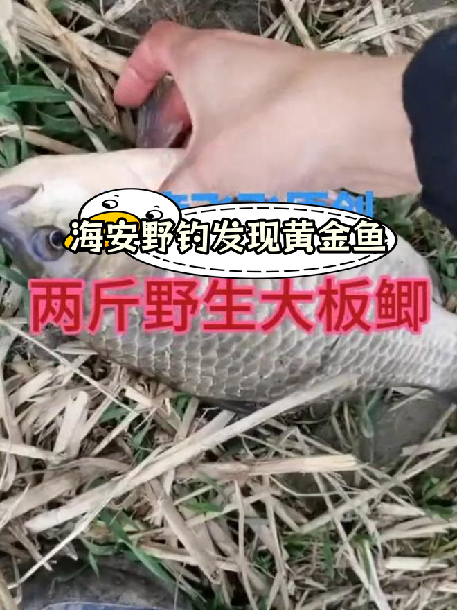 江苏海安野生钓鱼,金黄鱼群惊艳现身