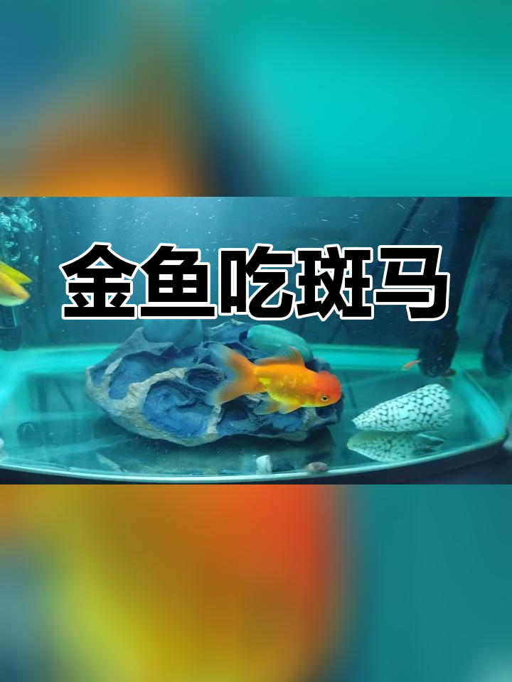 大嘴金鱼竟然吃斑马和孔雀鱼,太惊人了!