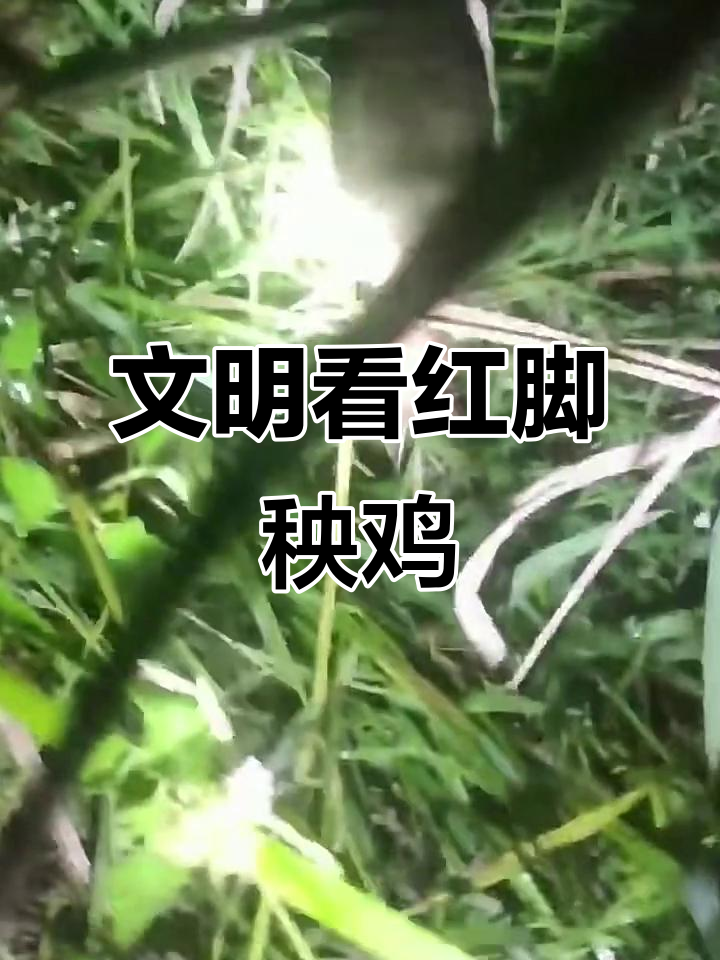 红脚秧鸡叫声,文明拍摄与观鸟