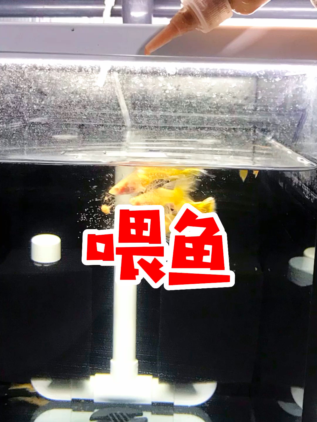 丰年虾幼虫喂鱼抢着吃,配合喂食器更好用!