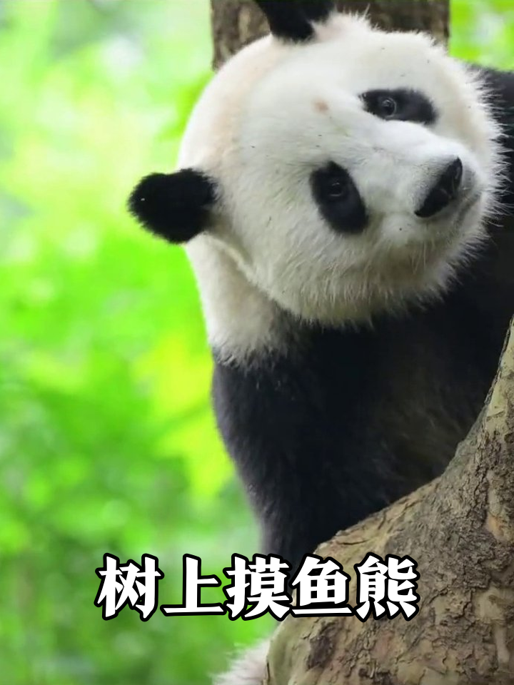 熊猫摸鱼现场：树上瘫着晃爪子，表情淡定像极了上班的我