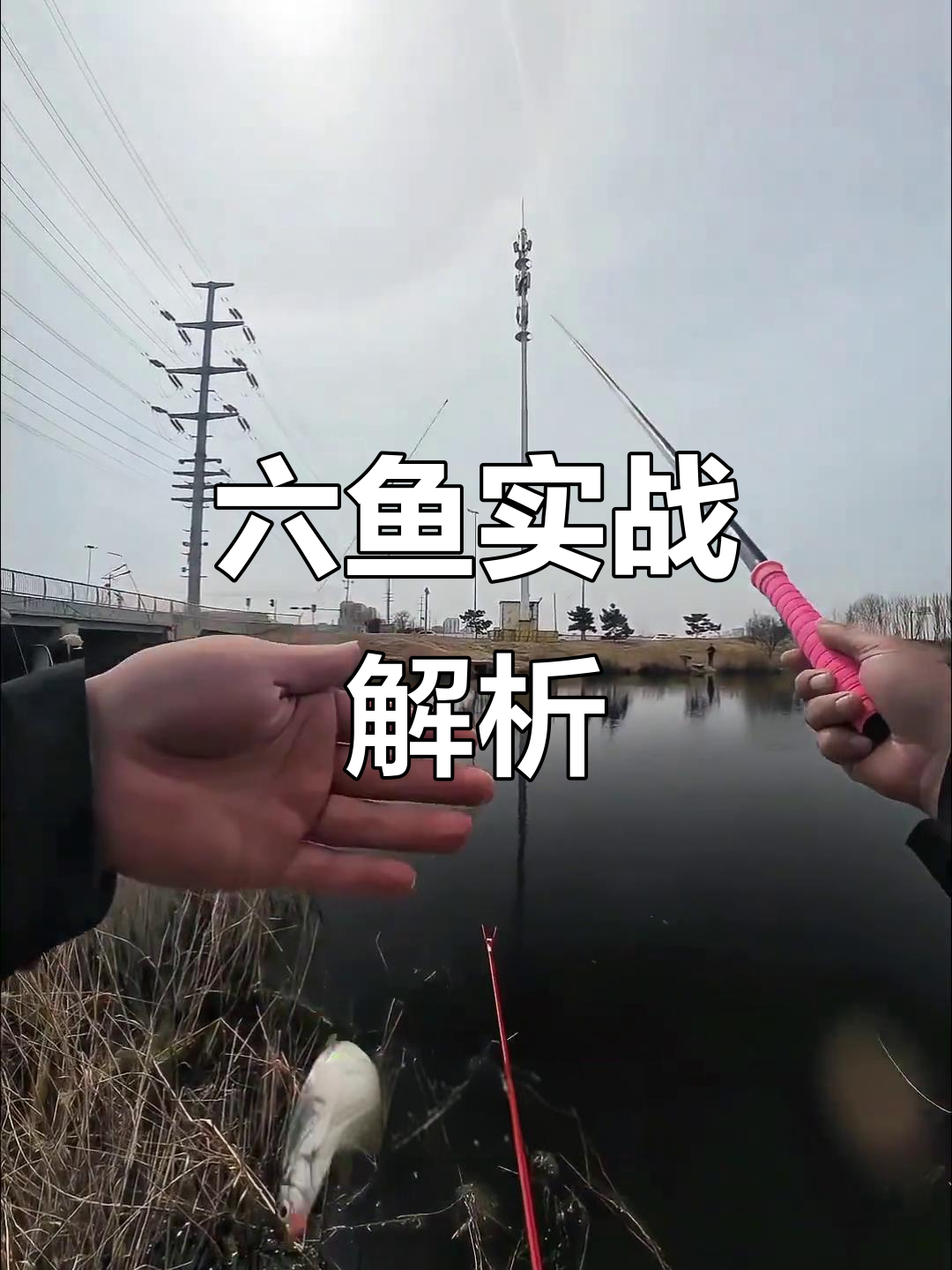初学者选竿必看,六鱼301实战效果揭秘!