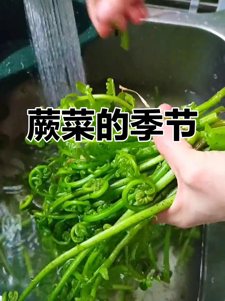 蕨菜季节来临,潮湿竹林里采摘,炒至辣味十足超美味!