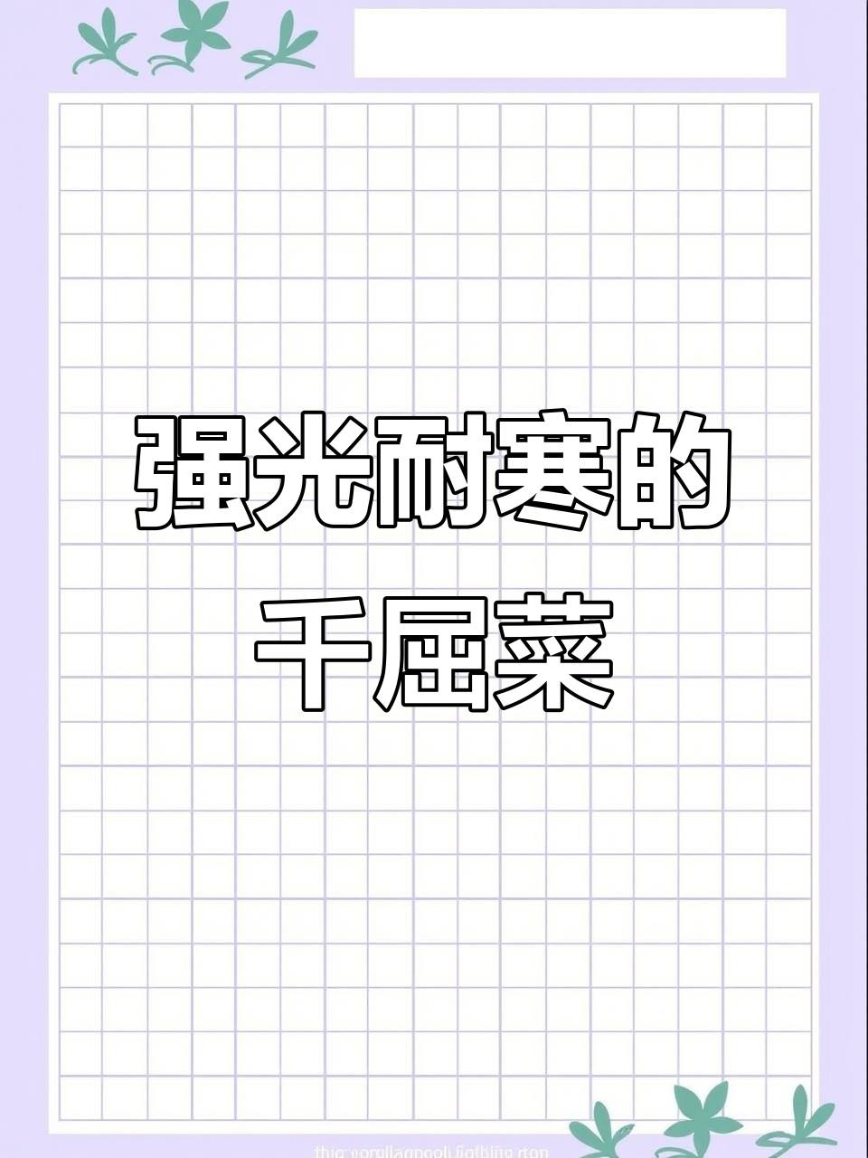 千屈菜:欧洲亚洲温带常见,耐寒性强,花紫果圆