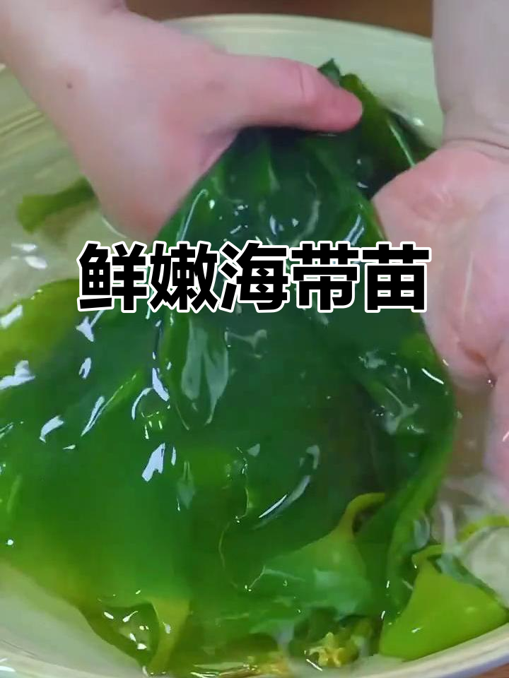 海带苗新鲜嫩滑,火锅凉拌炒着吃都美味
