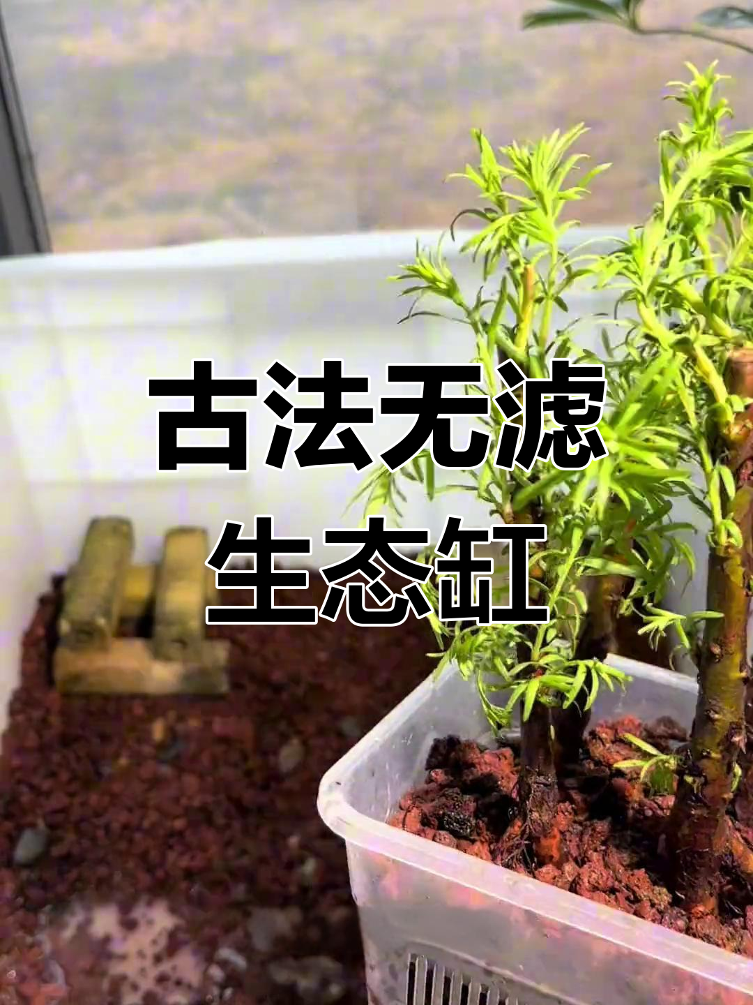无过滤生态鱼龟混养缸开缸全攻略,细节满满超解压