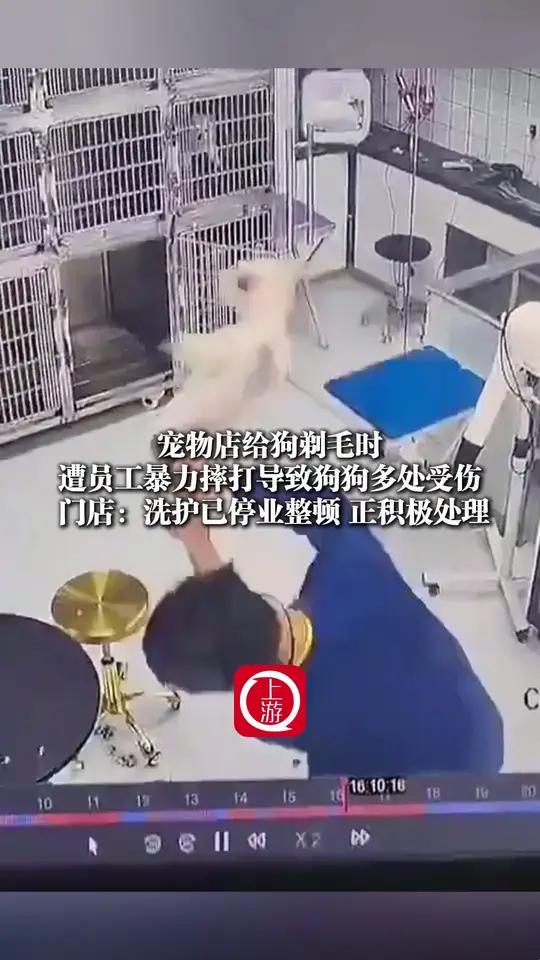 4月21日(报道)江苏淮安,一宠物店给狗剃毛时遭员工暴力摔打导致狗狗受伤,门店:洗护已停业