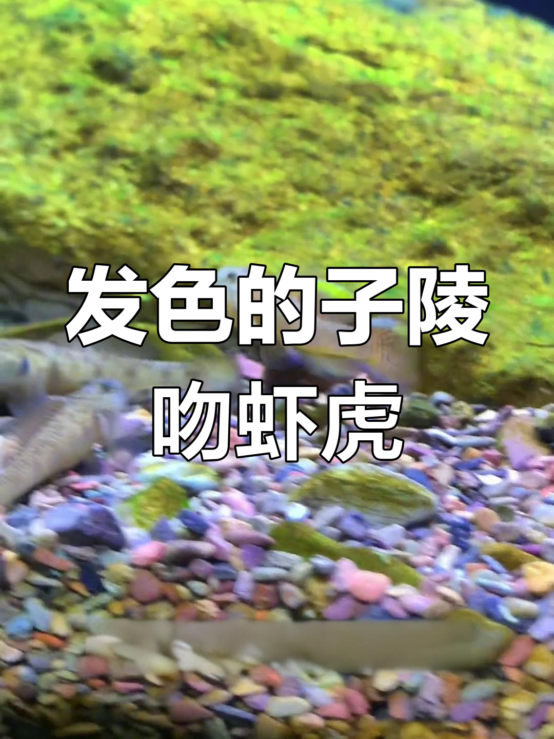 紫灵尾虾虎鱼:美丽发色与凶猛鳍,底层掠食者惊艳登场