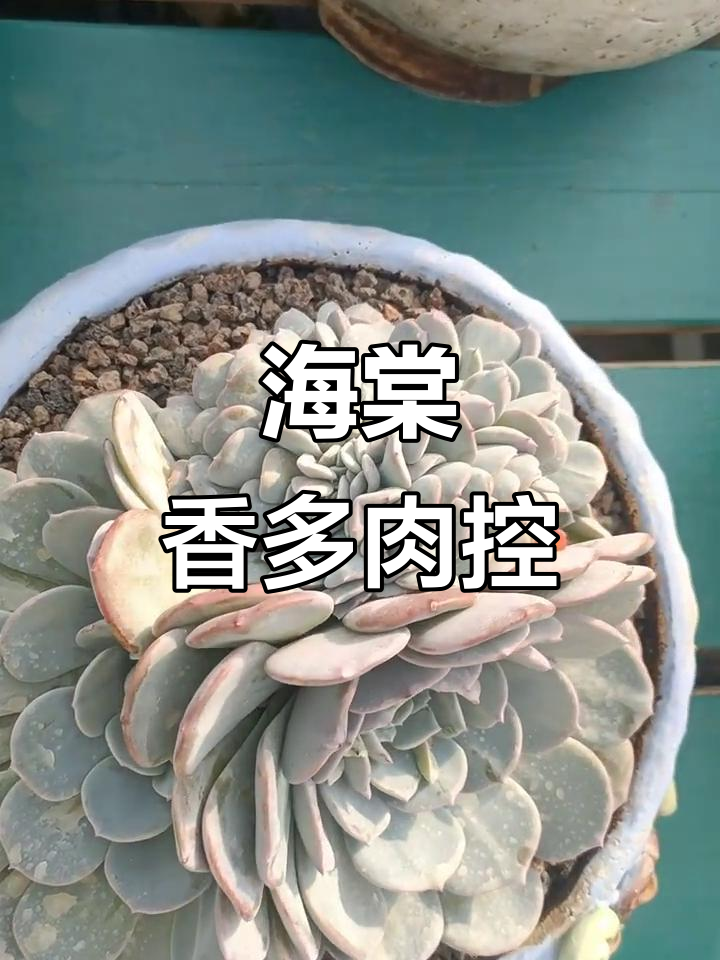 海棠花与多肉植物的美丽碰撞,香气四溢的杂物小水闸