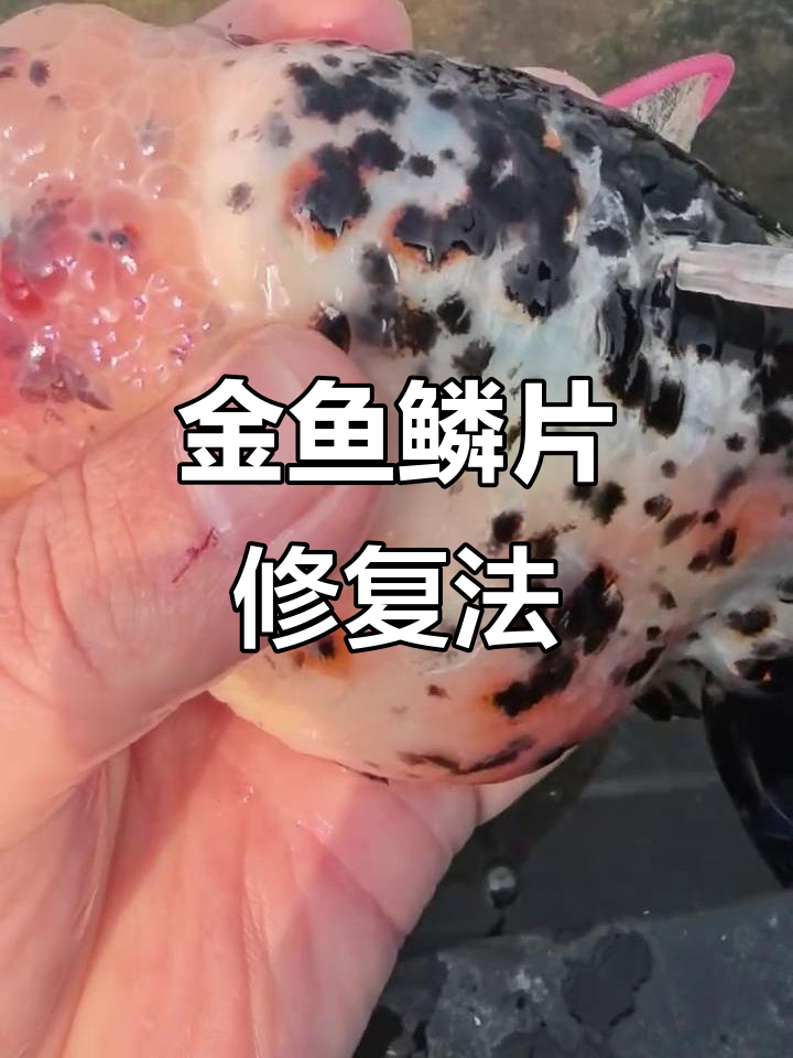 泰狮金鱼鳞片炸裂?教你快速恢复健康
