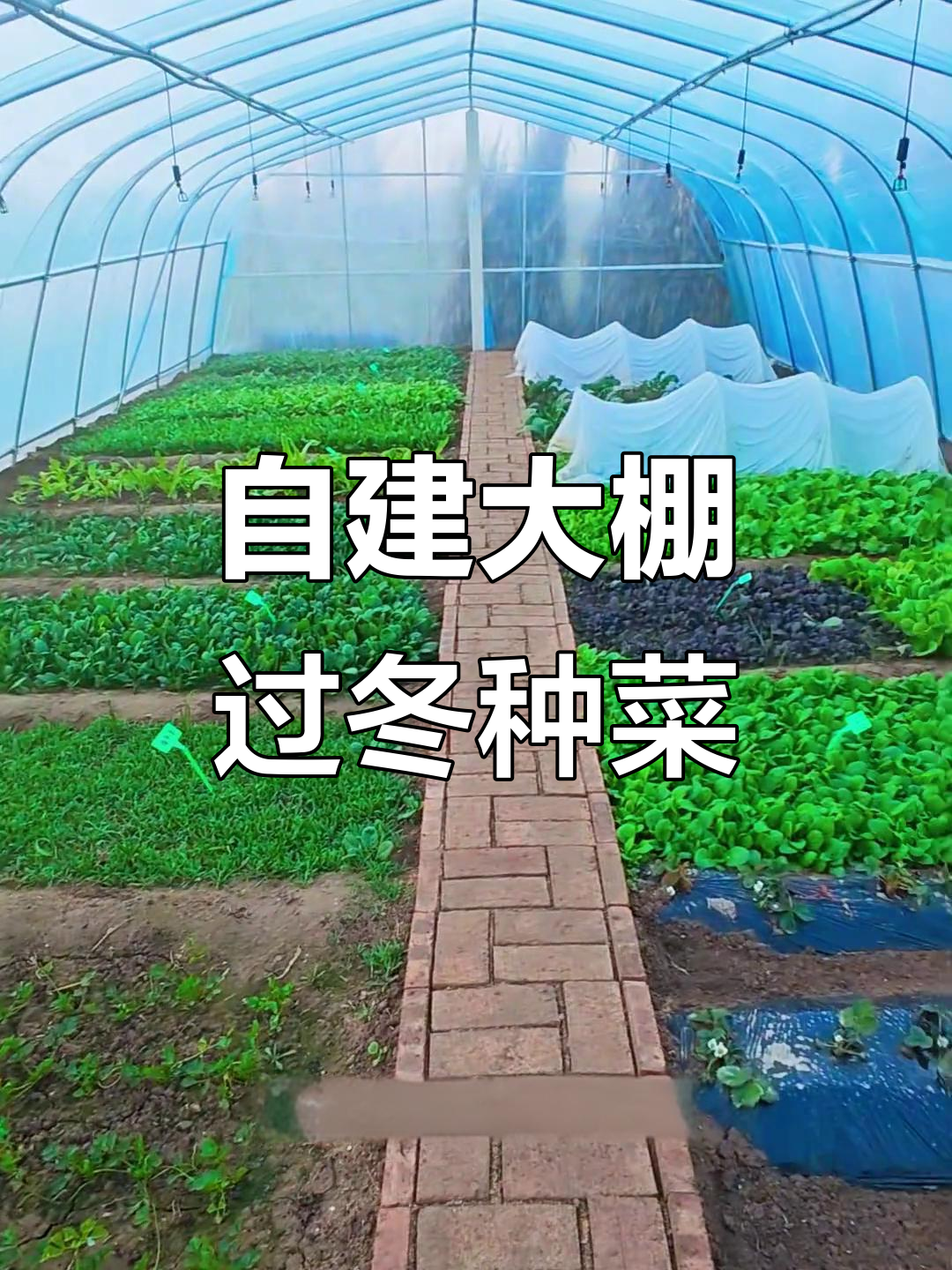 1500元自建大棚,冬季也能吃上新鲜蔬菜