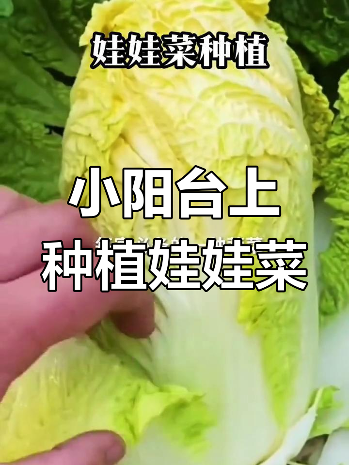 阳台小院也能种娃娃菜,三农优质农产品推荐
