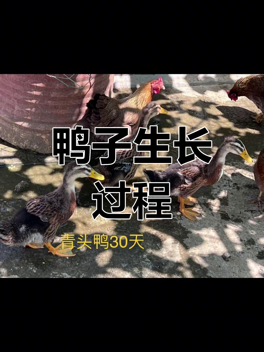120天青头鸭成长揭秘,从丑小鸭到美丽蜕变