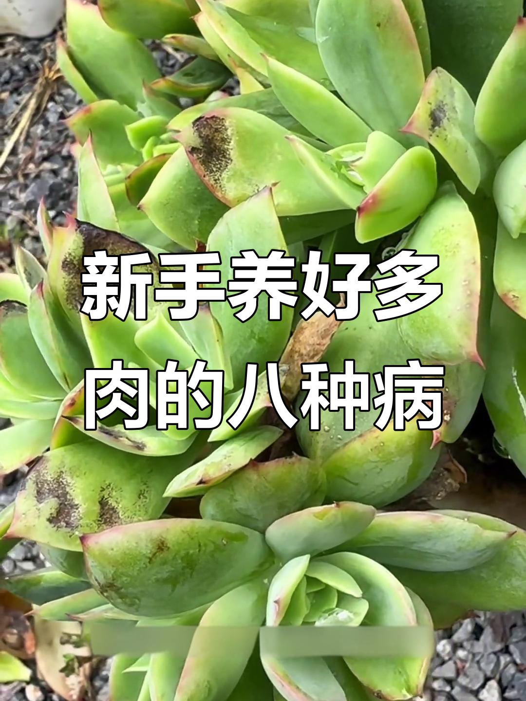 多肉植物八大常见病害及防治方法,新手必看!