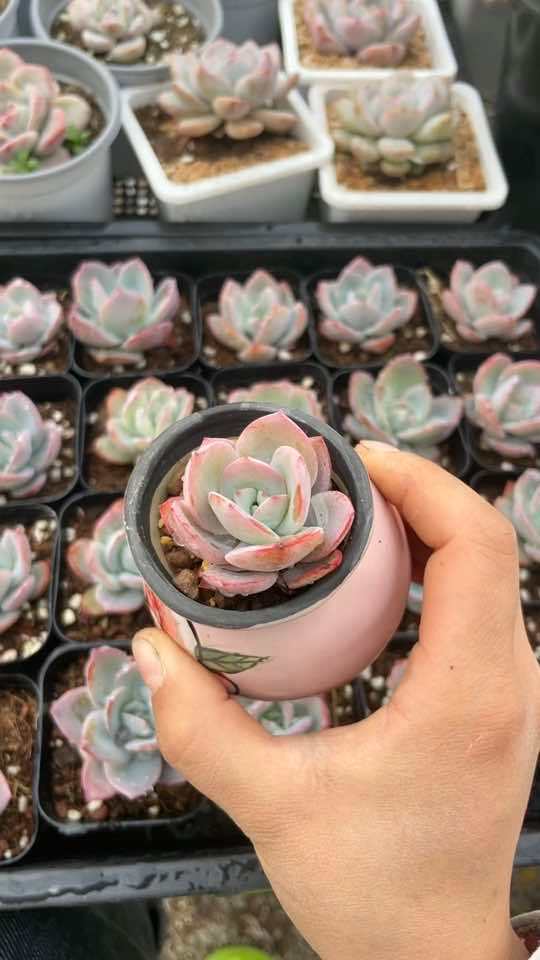 多肉直播 布鲁蓝多肉 到底是白凤出了轨还是雪莲劈了腿?[gf]1f60e[/gf]