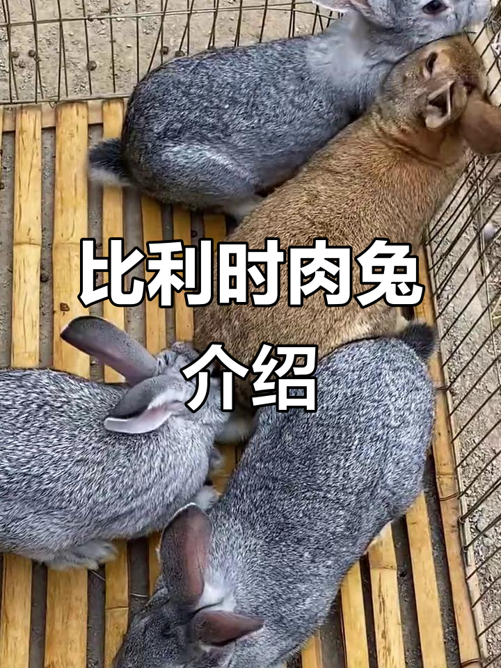 青紫蓝与比利时肉兔大揭秘:两公两母的萌态展示