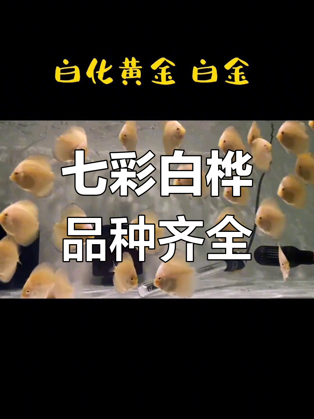 白化七彩神仙鱼品种全览：白金、黄金、财神和虎纹现货供应