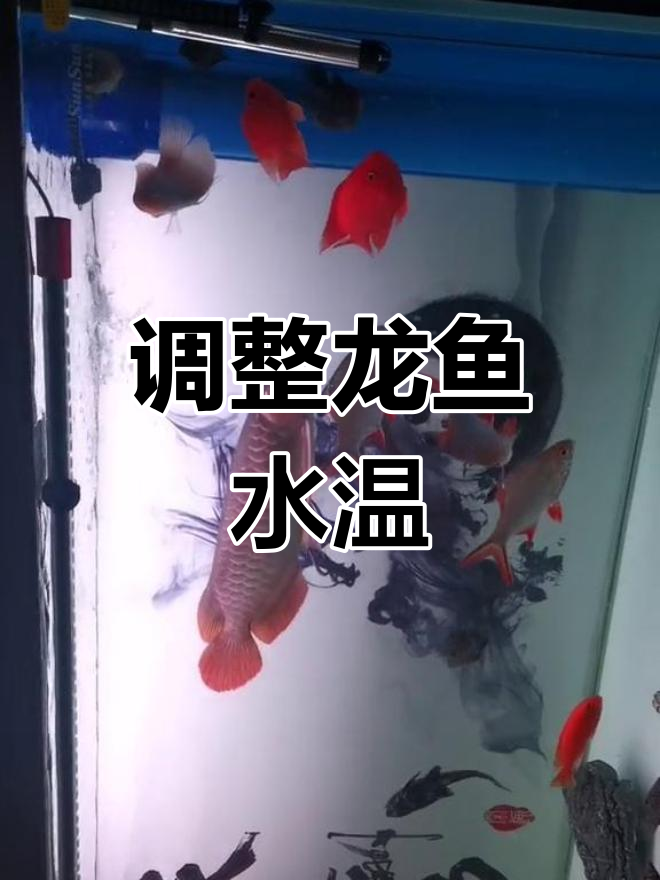 龙鱼温度过低?加热棒帮你解决问题
