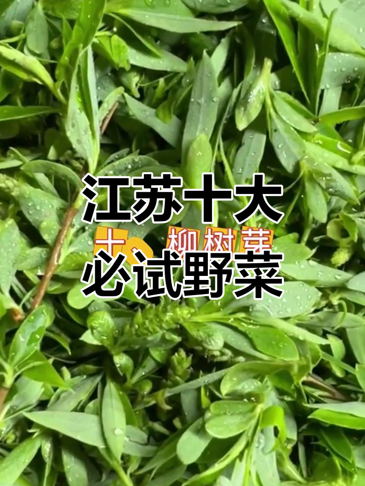 江苏必吃野菜大揭秘，这些大自然的馈赠你尝过吗？