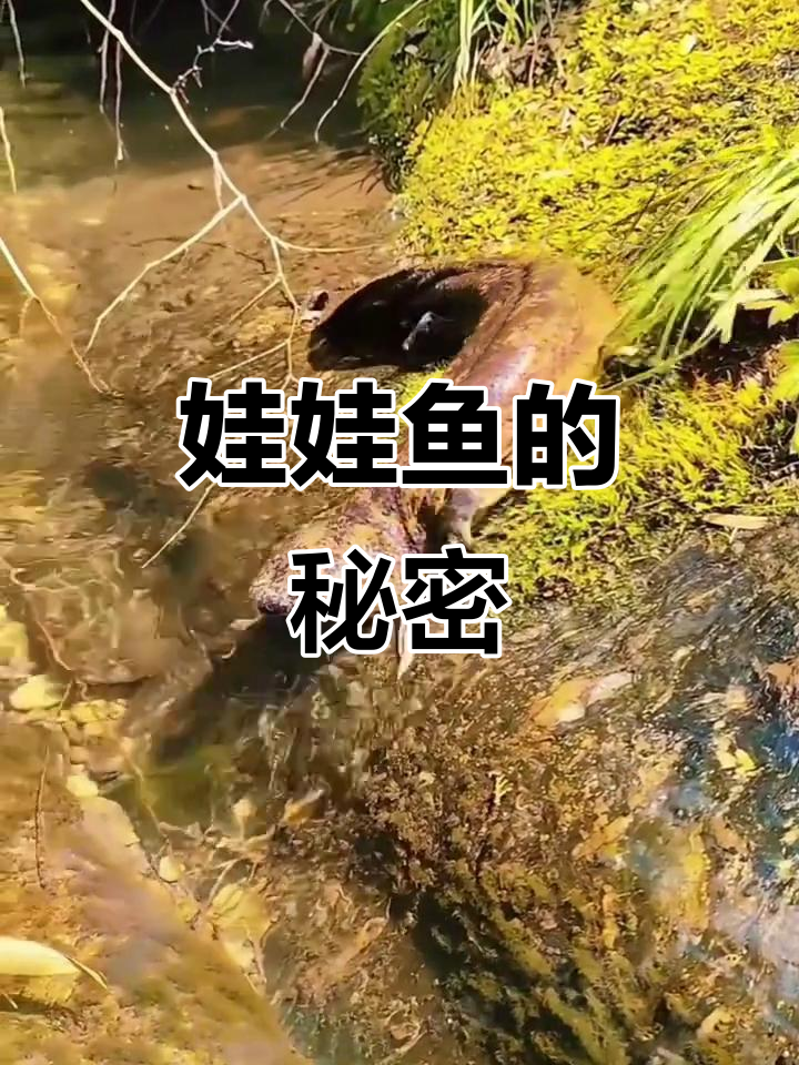 娃娃鱼能发出婴儿哭声?这种水生动物竟然能吃!