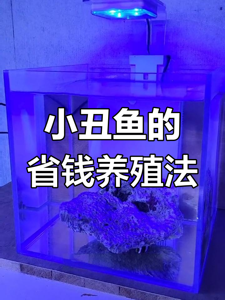 用百元设备轻松养小丑鱼,简单又实惠!
