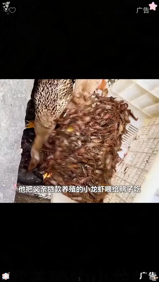 W 龙虾尾煮面这样做才好吃!