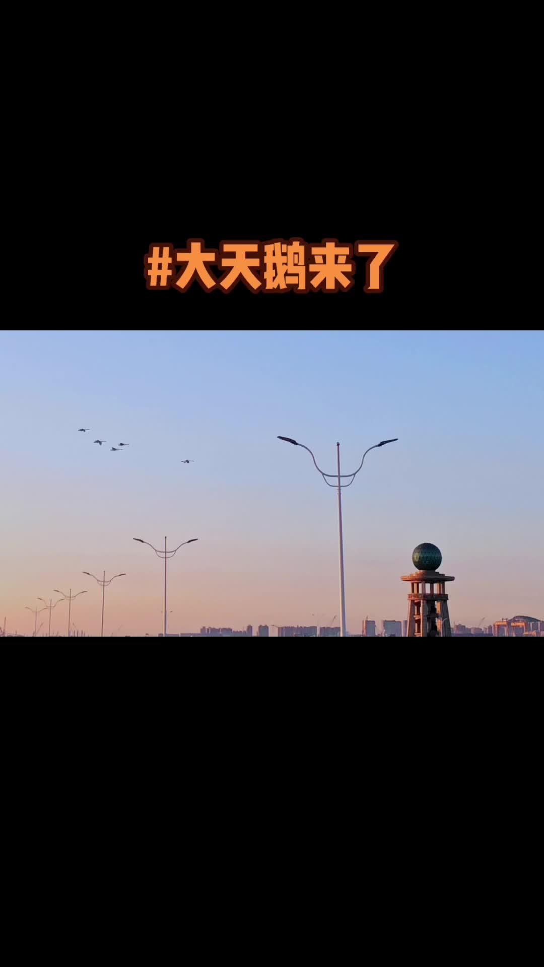 大天鹅鸣叫声唤醒了石岛湾的黎明,大天鹅已经回来18只了 大天鹅 有一种生活叫荣成 荣成自媒