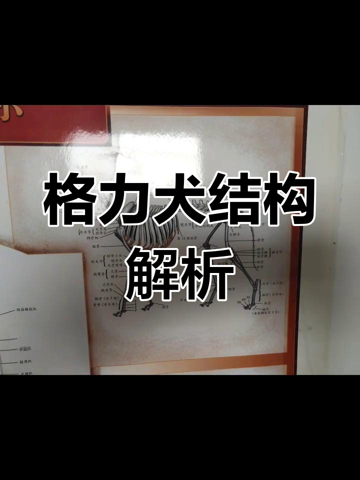 格力犬解剖图:了解肌肉与骨骼结构