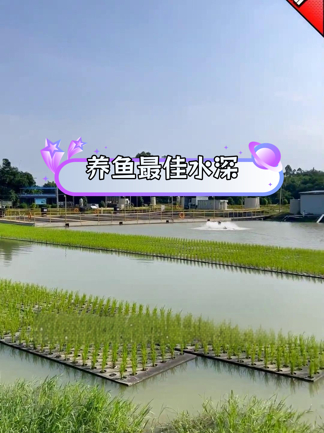 池塘养鱼水深多少最合适?