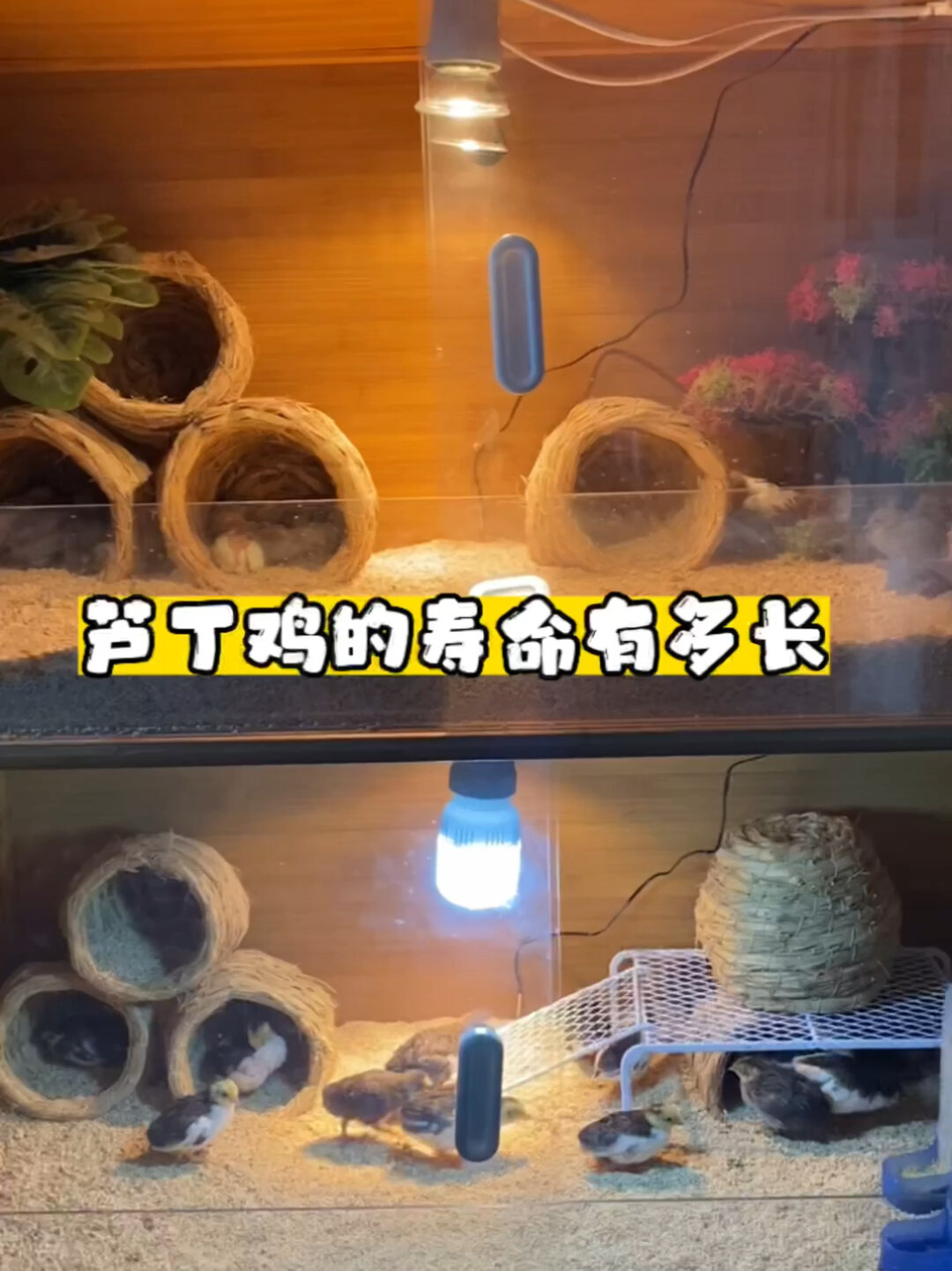 你知道芦丁鸡的寿命有多长么?