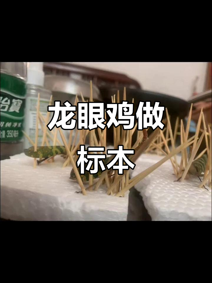 龙眼鸡标本制作大揭秘,看看这个视频效果如何