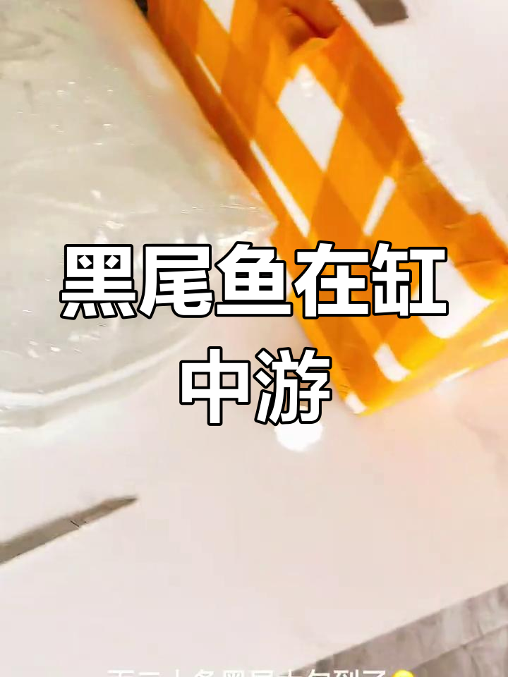 80缸中的黑尾鱼群,略显孤单