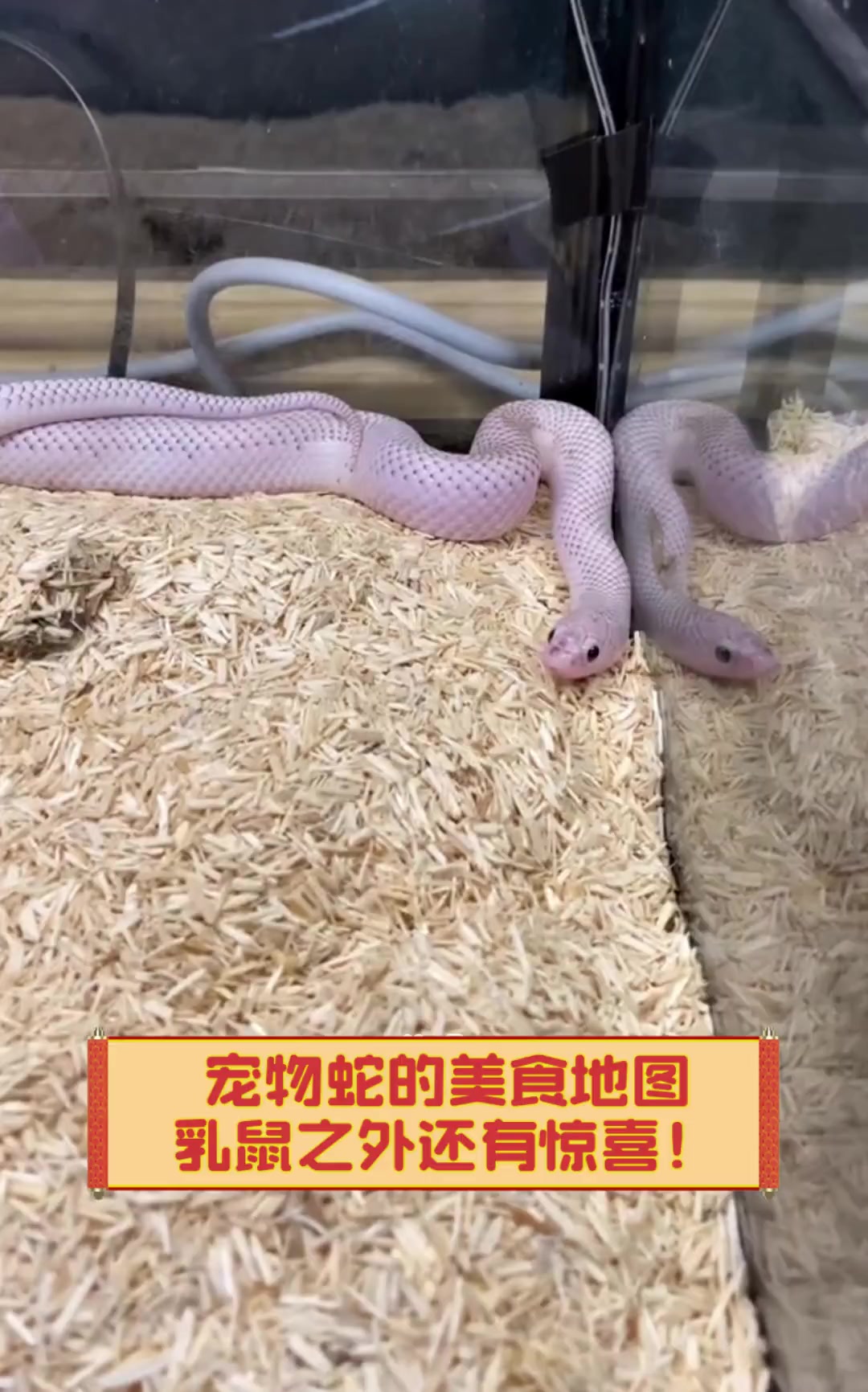 宠物蛇的美食地图,乳鼠之外还有惊喜!