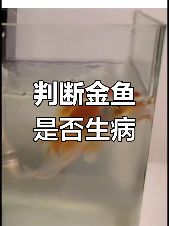 金鱼上浮原因分析:细菌性感染与寄生虫症状