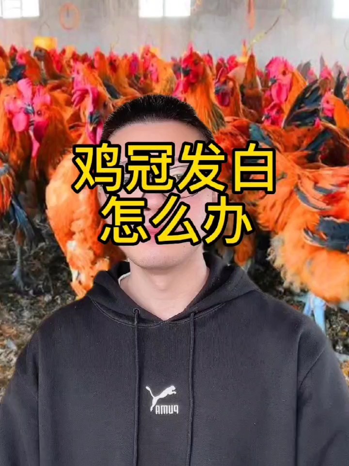 鸡冠发白是什么原因 鸡冠子发白该用什么