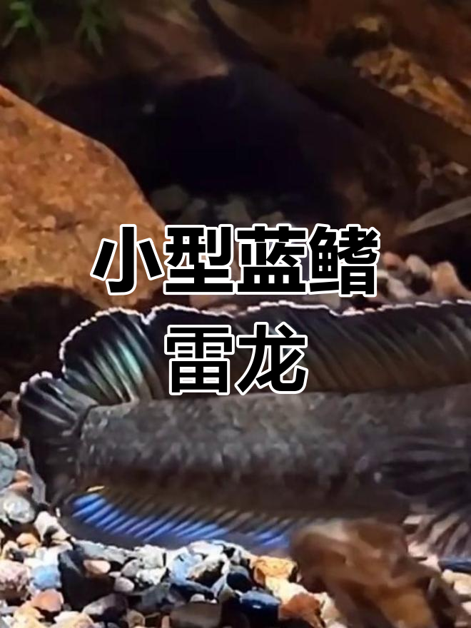 阿萨姆雷龙:体型小巧但色彩最鲜艳的雷龙鱼