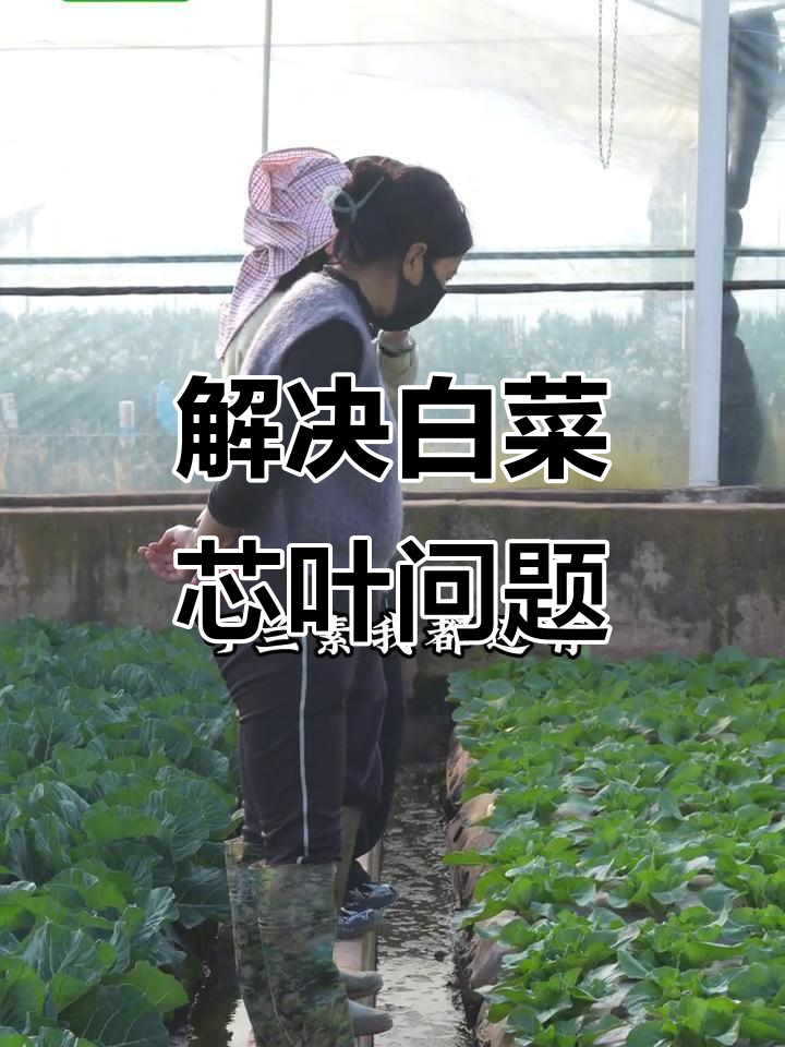 白菜芯叶发黑,生长缓慢?这套方案帮你解决