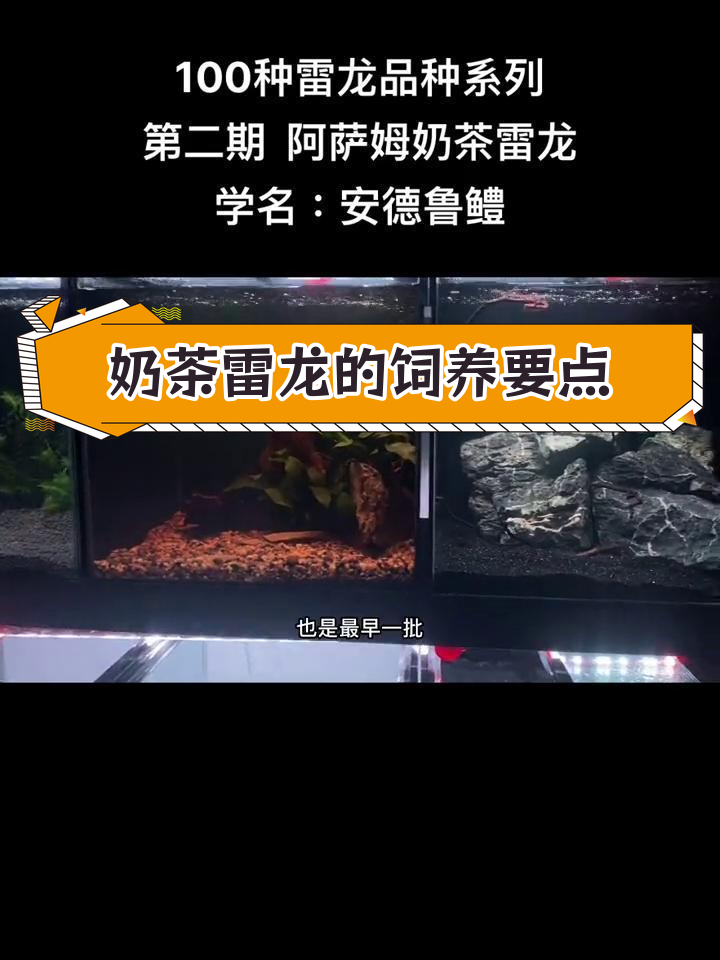 奶茶雷龙:最早进入中国市场的雷龙品种